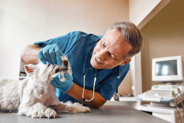 Best Dental Abscess Treatment in Curwensville, PA